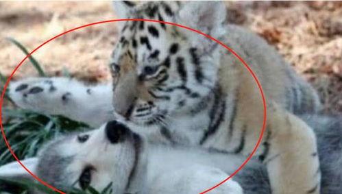 大哥爆料小老虎视频大全,小老虎视频大全精彩瞬间大放送  第1张