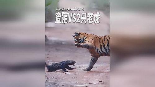 大哥爆料小老虎视频大全,小老虎视频大全精彩瞬间大放送  第3张